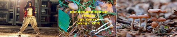 apvp Магадан